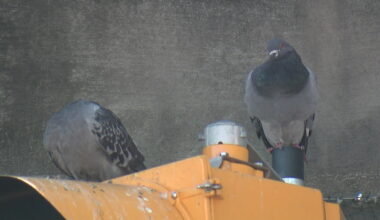 News 12 | Connecticut | Remaining Pigeons Trapped Under Bayonne Bridge Have Been Removed