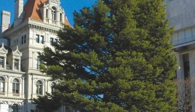 State seeks holiday tree donation for New York State Capitol – Troy Record