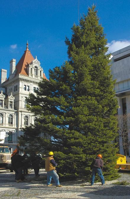 State seeks holiday tree donation for New York State Capitol – Troy Record
