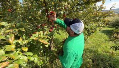 Apple orchards open despite harsh spring freeze