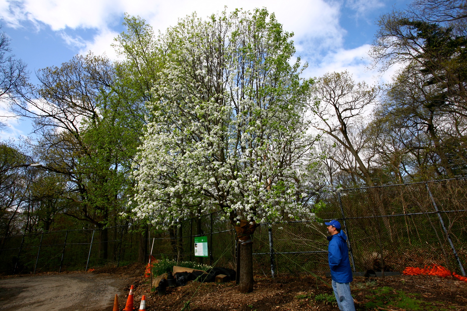 After becoming the design director at the National September 11 Memorial and Museum, Vega spent two months searching for the tree he rescued from Ground Zero. 