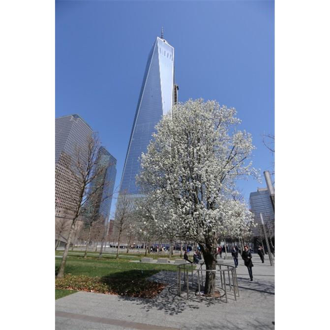 He brought the Survivor Tree back to Ground Zero where it was replanted on the Memorial Glade. 