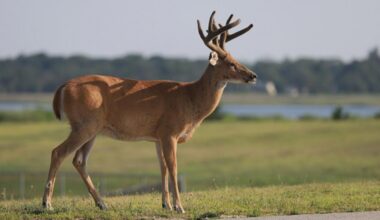 This is New York State's Permit Deadline For Hunters