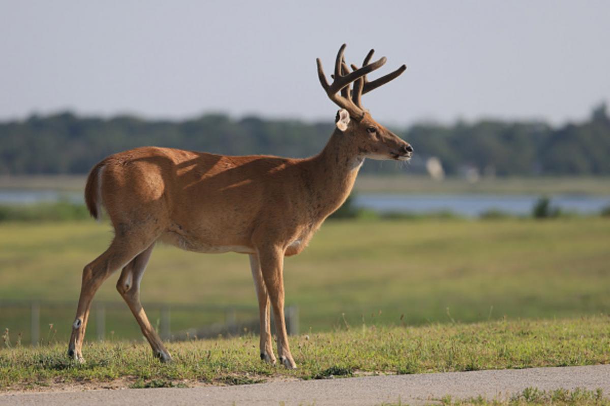 This is New York State's Permit Deadline For Hunters