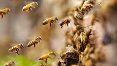 Scientists found an estimated 5.5 million wild bees beneath just 1.5 acres of a New York cemetery, more than three times Manhattan's human population
