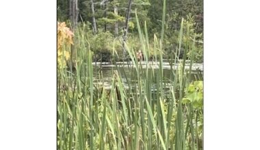 A hiker in a remote area of Onondaga County, New York reported photographing this unidentified figure wading in a marshy pond on Aug. 10, 2026.
