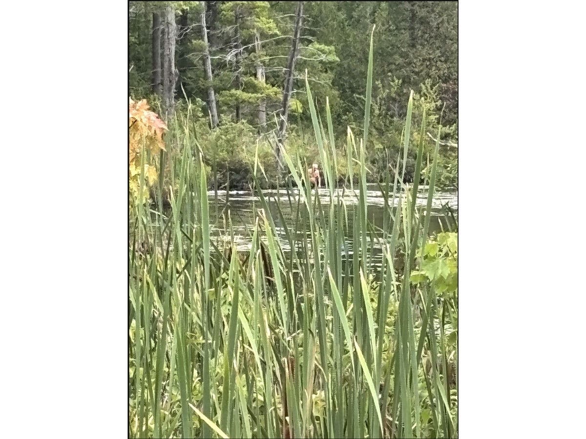 A hiker in a remote area of Onondaga County, New York reported photographing this unidentified figure wading in a marshy pond on Aug. 10, 2026.
