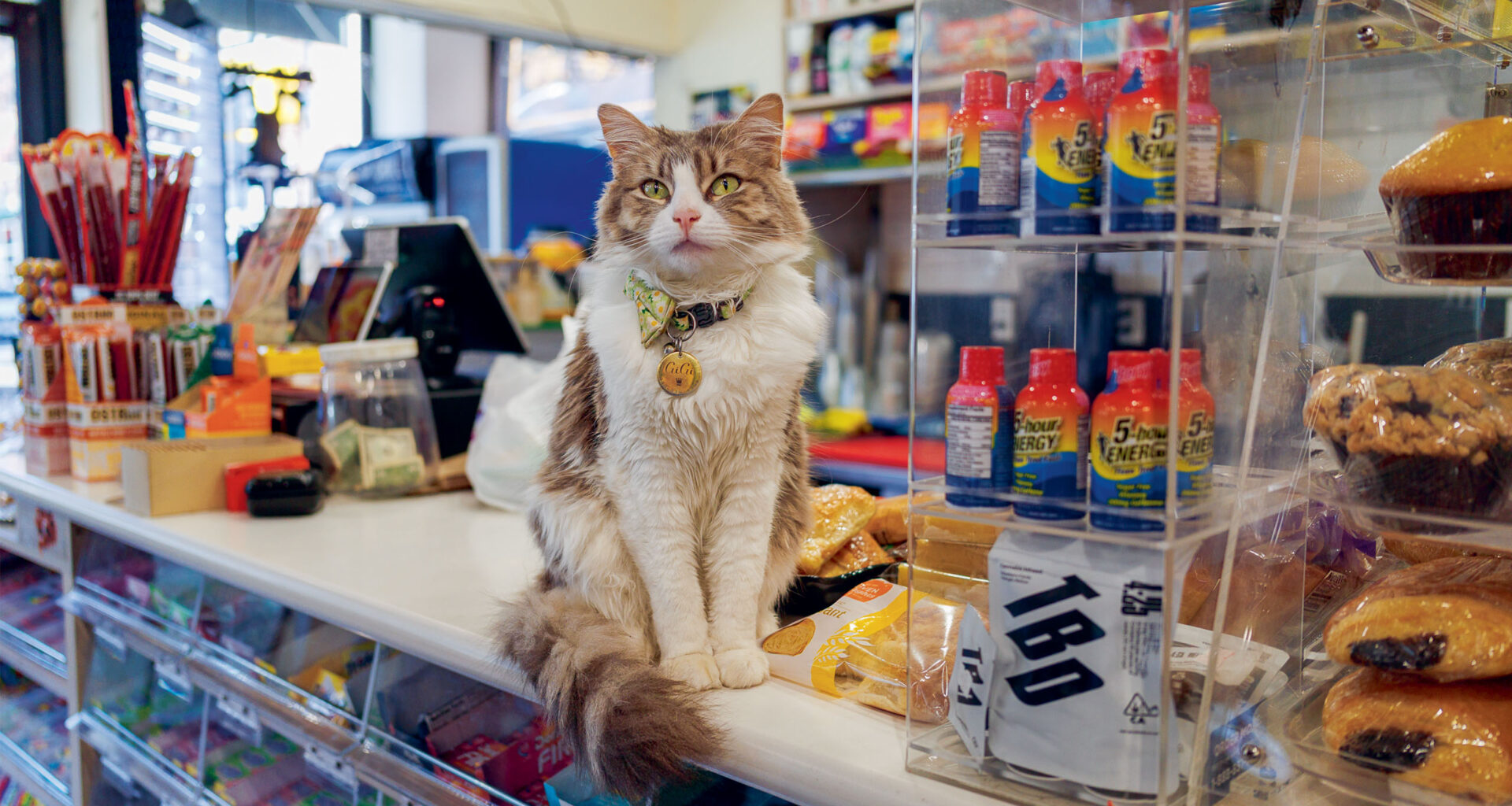 Cat in a bodega in New York