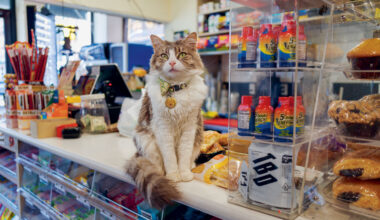 Cat in a bodega in New York