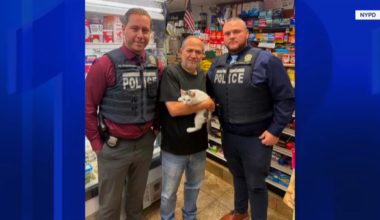 News 12 | Brooklyn | Park Slope Bodega Cat Returned After Police Track Down Suspected Thief