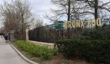 What’s happening | Plant sale, scavenger hunt, Boogie Down Comedy and more – Bronx Times