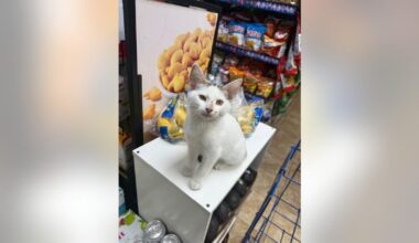 Park Slope rallies after video shows couple stealing Brooklyn bodega cat