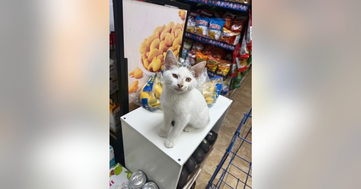 Park Slope rallies after video shows couple stealing Brooklyn bodega cat