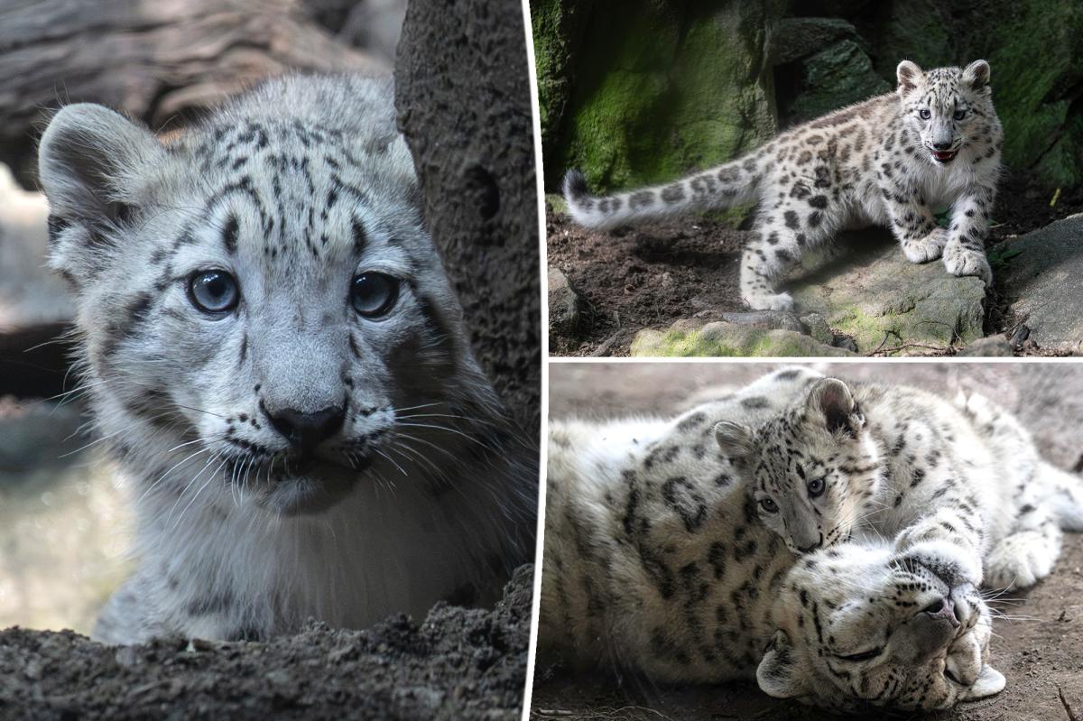Bronx Zoo welcomes adorable snow leopard cub threatened by extinction