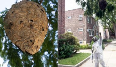 NYC exterminator rids block of hornets nest officials refused to remove