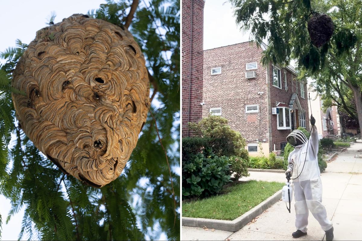 NYC exterminator rids block of hornets nest officials refused to remove