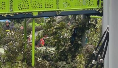 News 12 | Brooklyn | 4 Hurt After Tree Collapses At Kelly Park Playground In Homecrest