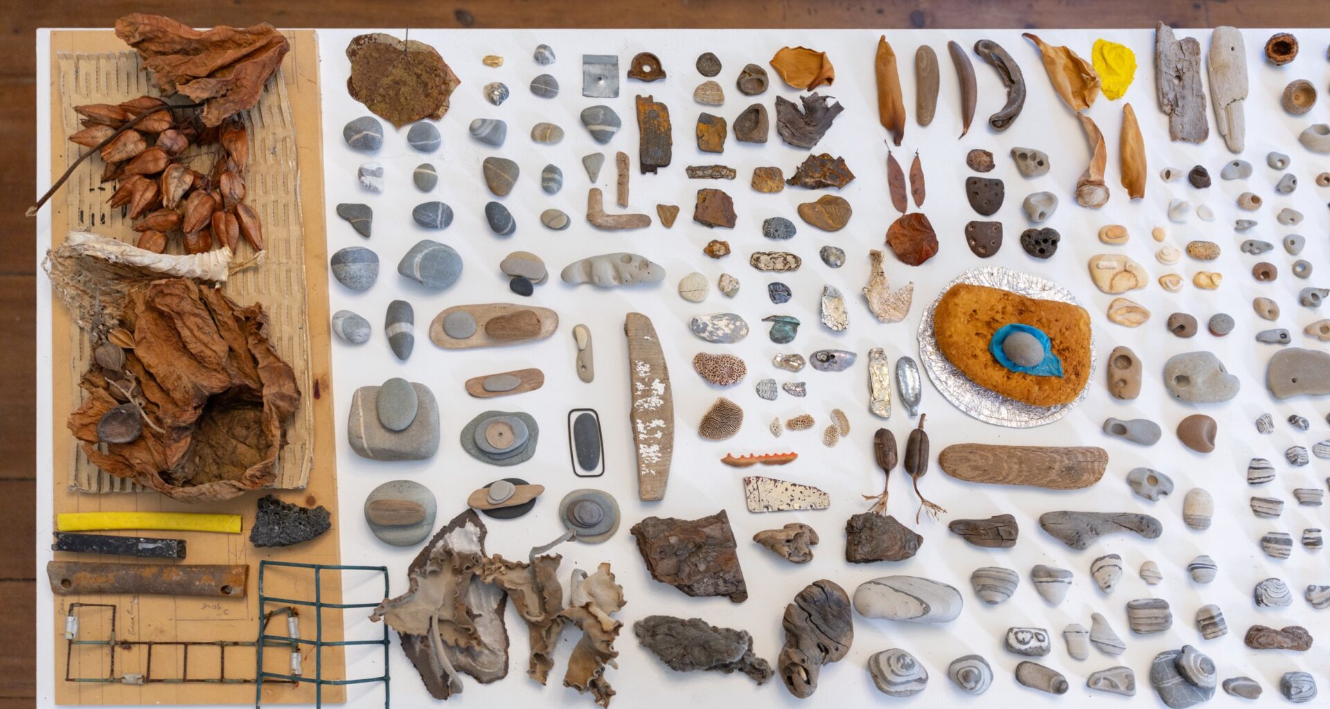 Judith Belzer: Walking Project: Animal, Vegetable, Mineral