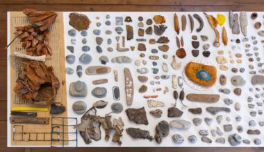 Judith Belzer: Walking Project: Animal, Vegetable, Mineral