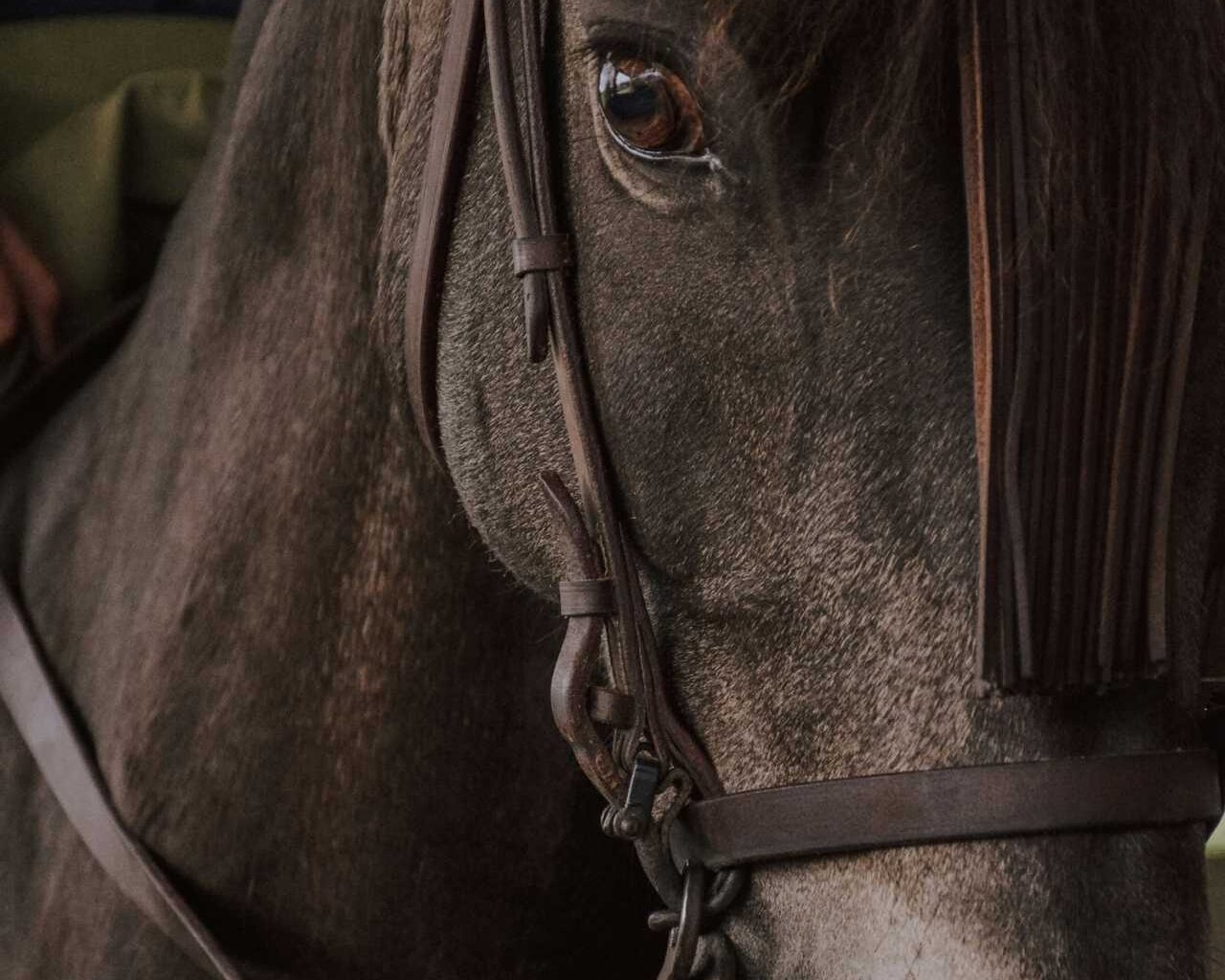 Robert Seitz Arrested In Horse Slaughter Transport: Police