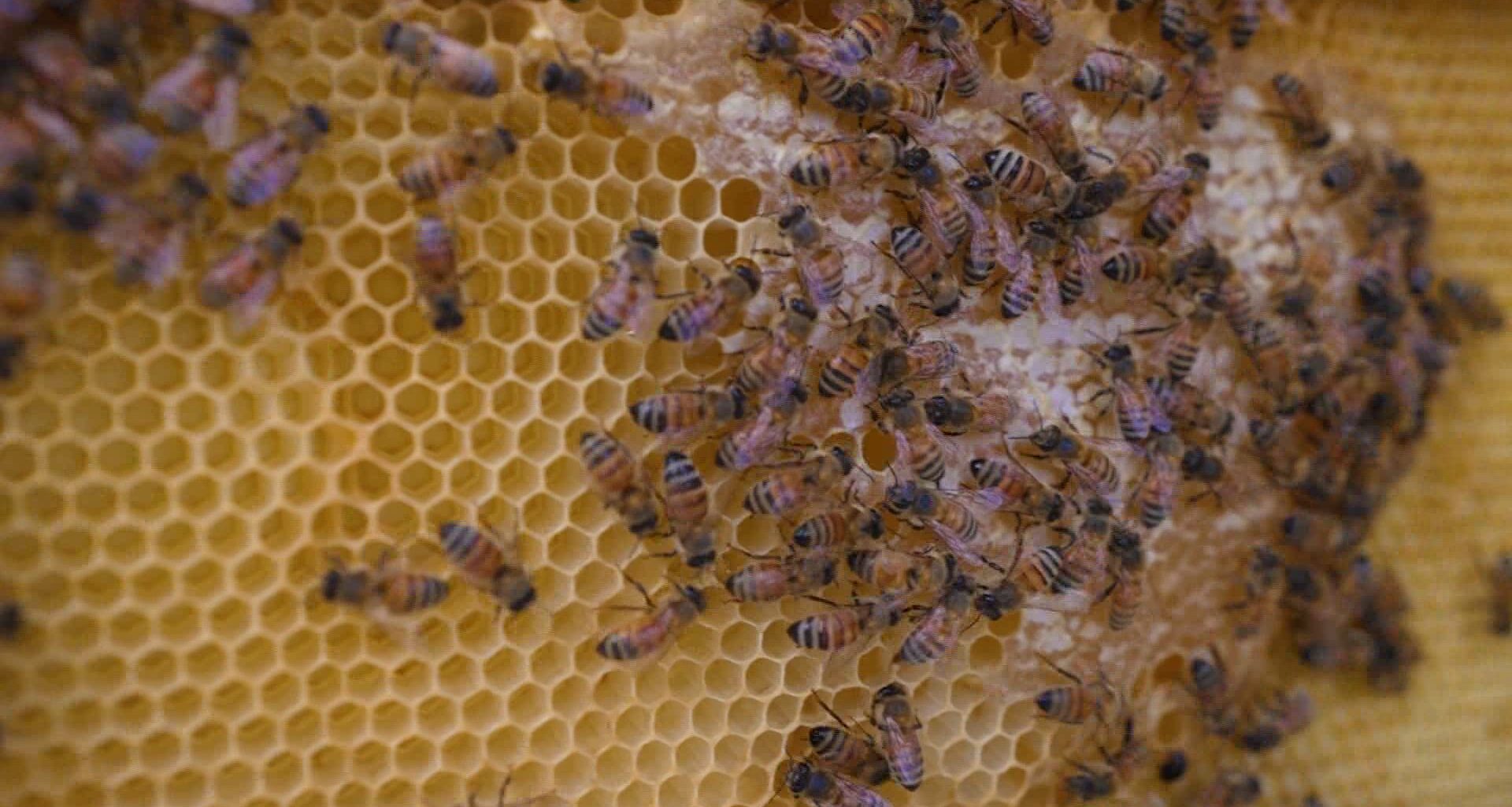 News 12 | Bronx | Boogie Down Bronx Honey Is Teaching Beekeeping And Sourcing Honey From Bronx Beehives