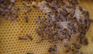News 12 | Bronx | Boogie Down Bronx Honey Is Teaching Beekeeping And Sourcing Honey From Bronx Beehives