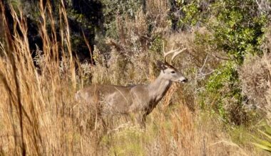 Syracuse prepares for this season's deer management program
