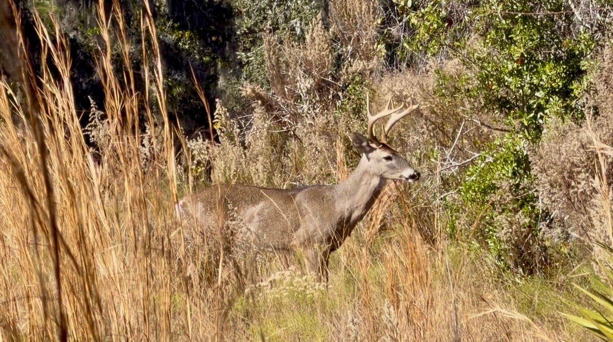 Syracuse prepares for this season's deer management program