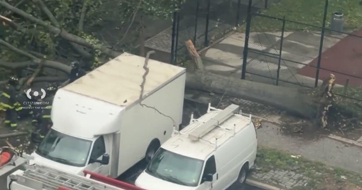 NYCHA employee killed by falling tree in Brooklyn as nor'easter impacts region