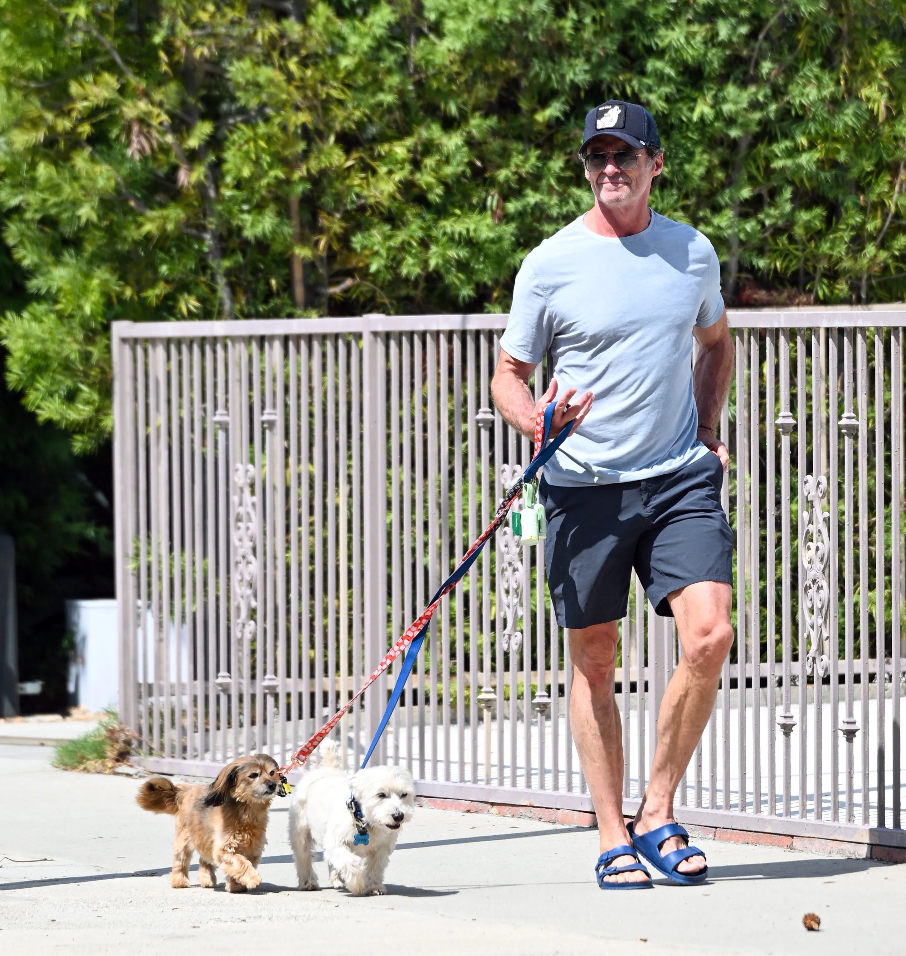 Hugh Jackman in a t-shirt, shorts, sunglasses, and flip-flops, walking two small dogs on leashes.