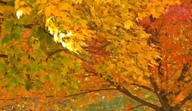 Spotlighting fall festivals across N.Y. state