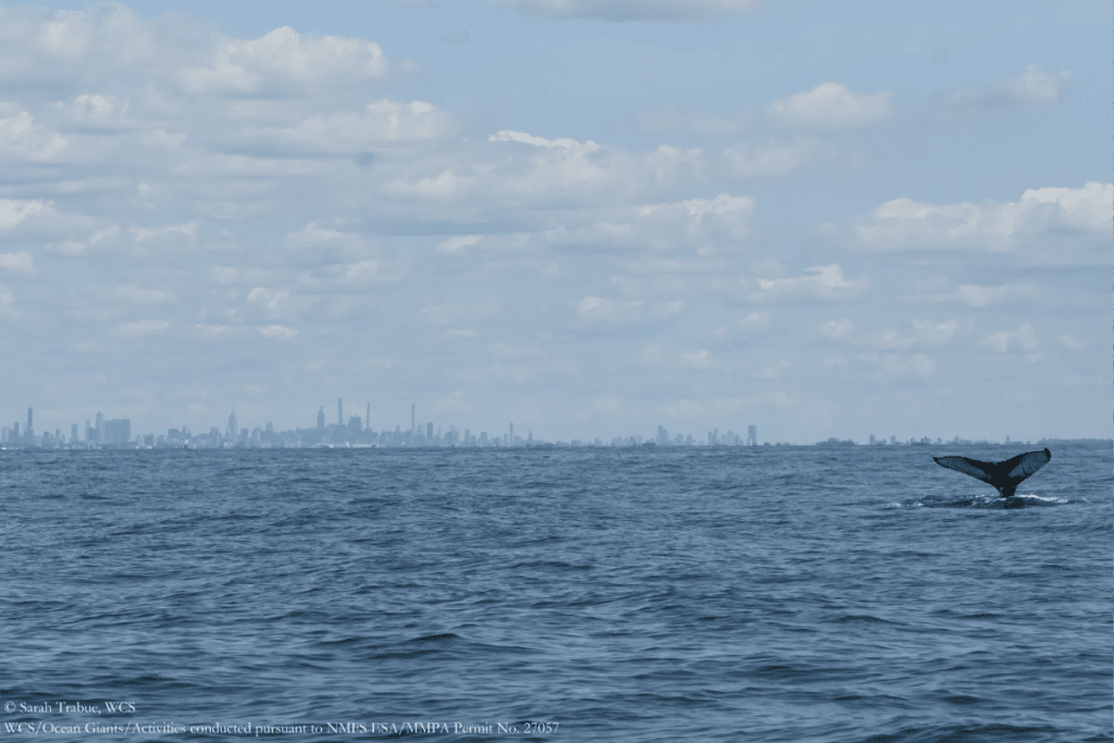 Humpback whale tail seen in NYC waters
