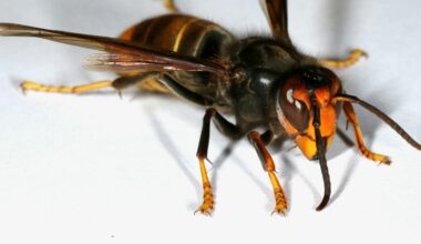 ‘Spring queening’ time will be crucial for finding any surviving yellow-legged hornets