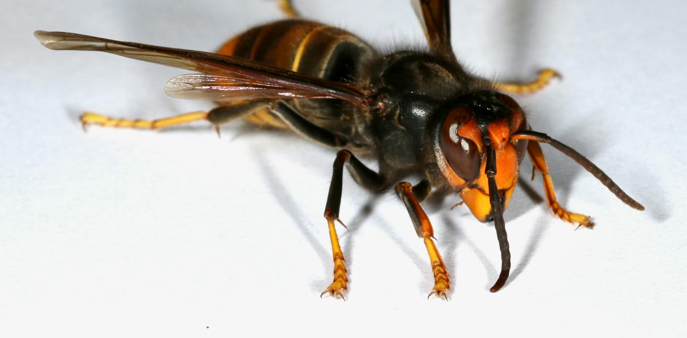 ‘Spring queening’ time will be crucial for finding any surviving yellow-legged hornets