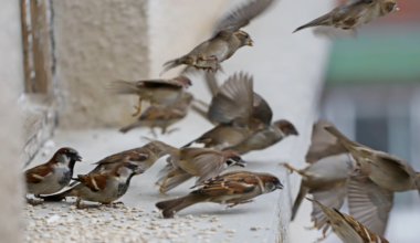 In 1852 the Brooklyn Institute released eight pairs of house sparrows to eat the caterpillars stripping the borough's shade trees, and topped the colony up with more birds from England the next year; the sparrows mostly ignored the caterpillars — they eat grain — and are now among the most abundant birds on the continent