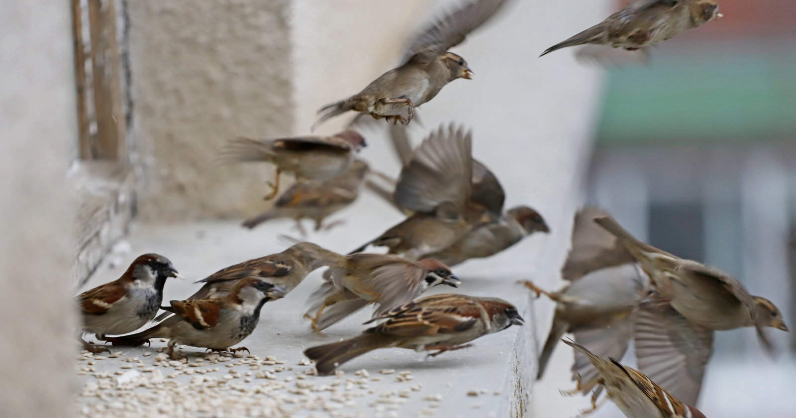 In 1852 the Brooklyn Institute released eight pairs of house sparrows to eat the caterpillars stripping the borough's shade trees, and topped the colony up with more birds from England the next year; the sparrows mostly ignored the caterpillars — they eat grain — and are now among the most abundant birds on the continent