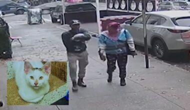 Couple Steals Beloved Brooklyn Bodega Kitten, Setting Off Neighborhood Search