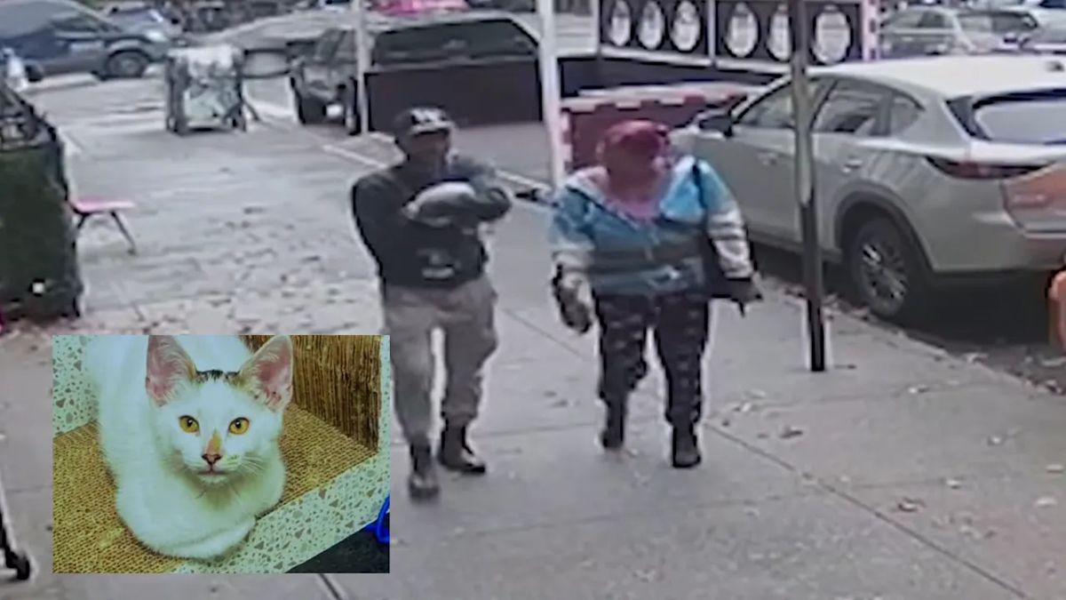 Couple Steals Beloved Brooklyn Bodega Kitten, Setting Off Neighborhood Search