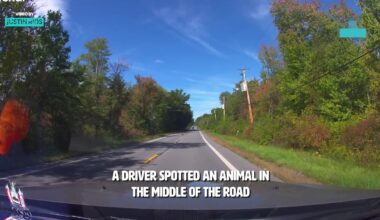 Dashcam Captures New York Driver's Kind Act After He Stops To Save A Life