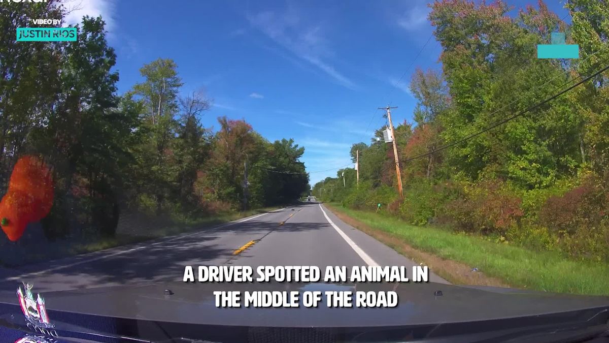 Dashcam Captures New York Driver's Kind Act After He Stops To Save A Life