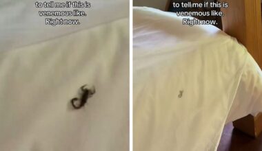 TikToker Who Moved to Zimbabwe From NYC Finds Live Scorpion in Bed at Wildlife Reserve