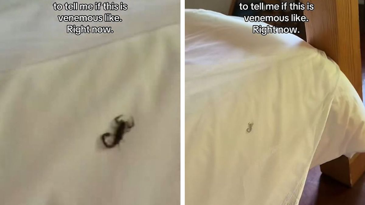 TikToker Who Moved to Zimbabwe From NYC Finds Live Scorpion in Bed at Wildlife Reserve