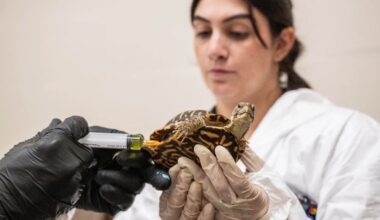 Bronx Zoo rehabs 800 box turtles seized from traffickers at New York-area airports