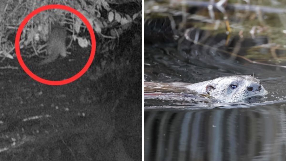 New York's Bronx River logs its first wild otter sighting in roughly 100 years