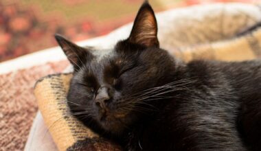 New York 'Catman' frees cat found trapped upside-down behind wall for 5 days