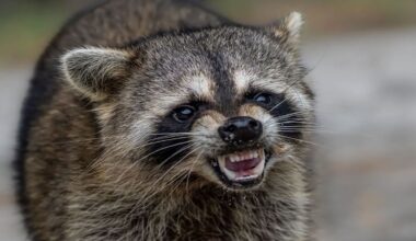 Rabid raccoons invade New York's outer boroughs at a pace 57% faster than last year