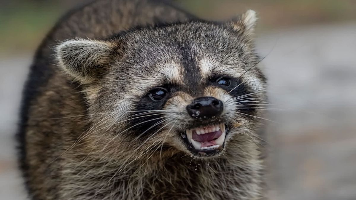 Rabid raccoons invade New York's outer boroughs at a pace 57% faster than last year