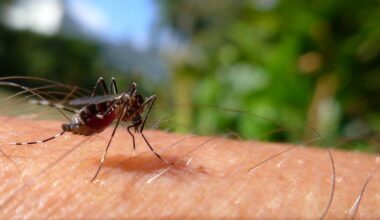 West Nile cases in NYC have already passed last year’s total, and infected mosquito pools are at a record high
