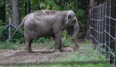 Filmmaker Penny Lane Sets Documentary on Bronx Zoo Elephant, ‘Happy’ (EXCLUSIVE)