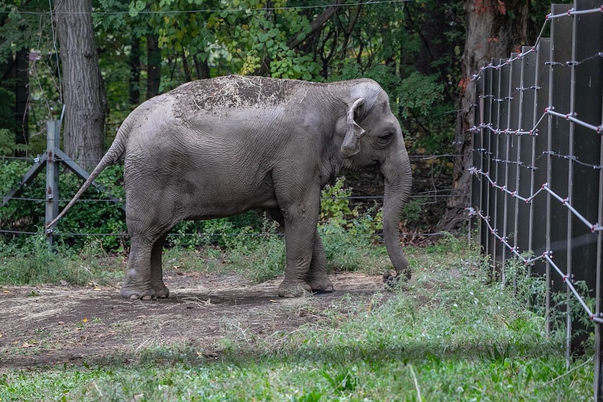 Filmmaker Penny Lane Sets Documentary on Bronx Zoo Elephant, ‘Happy’ (EXCLUSIVE)